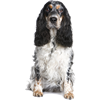 Engelse Cocker Spaniel